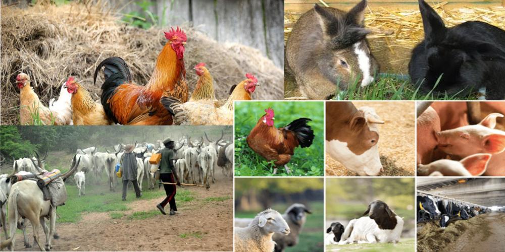 Supporting Poultry and Fish Farming Growth